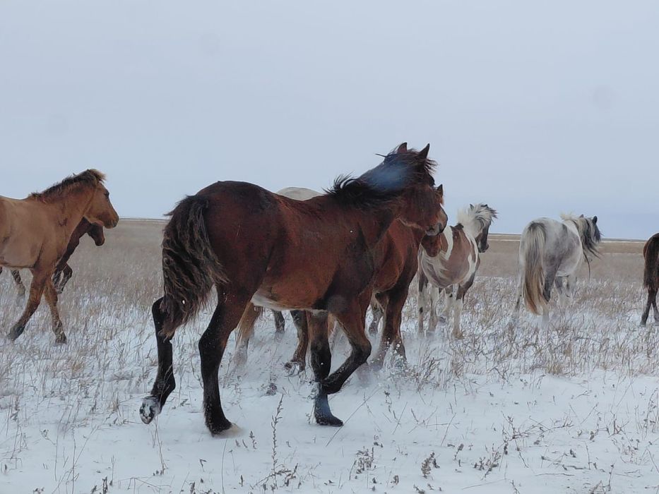 Продам жабағы 20 голов