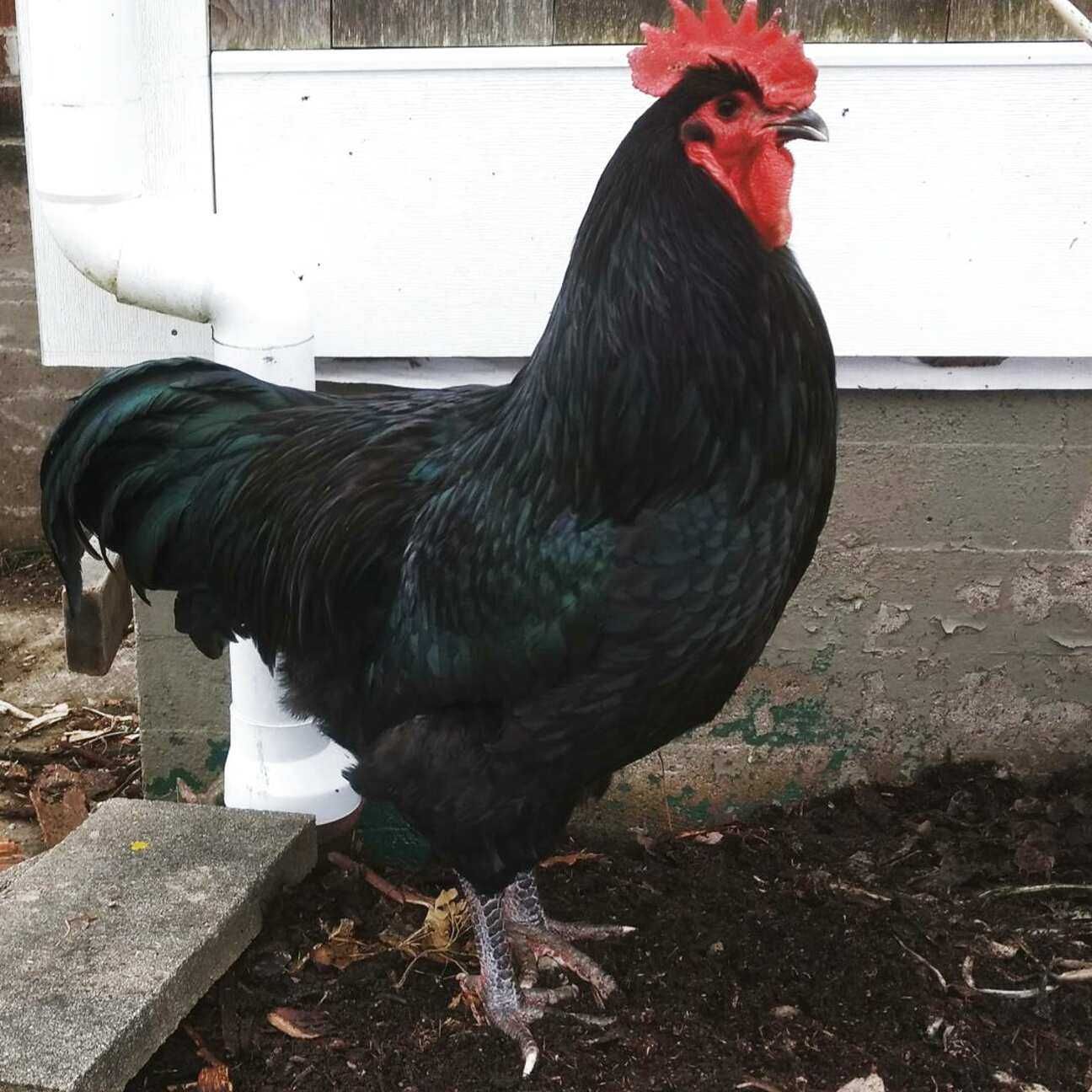 Vand cocos australorp