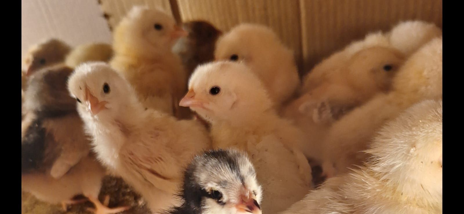 Vând pui diferite rase Australorp Albastru Brahma HD Vorwerk Wiandotte