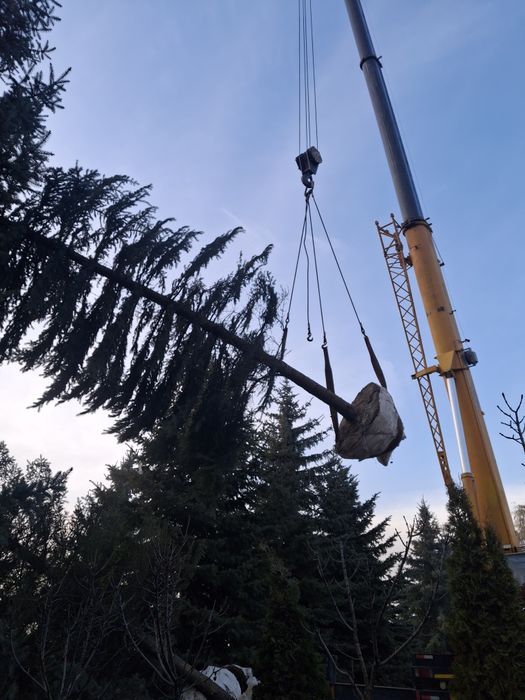 Посадка и пересадка деревьев спил деревьев посев газона посев газона