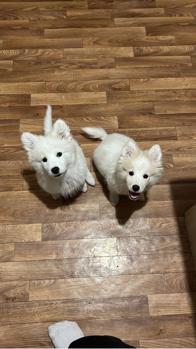 продам щенка самоеда