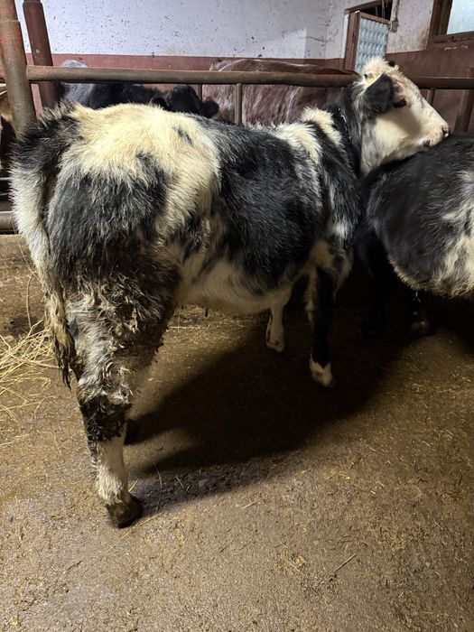 Vand doi viteii belgieni de 5 luni bucata