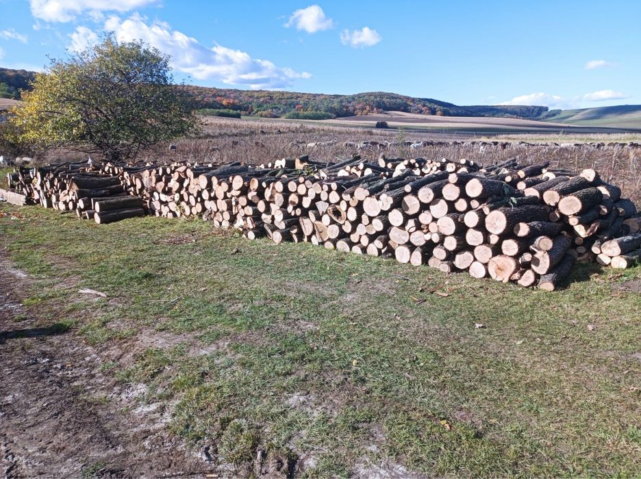 Vând lemne de foc carpen si stejar