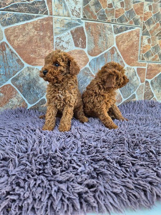 "Мини пуделчета"