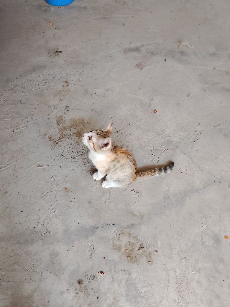 Отдам в добрые руки котят