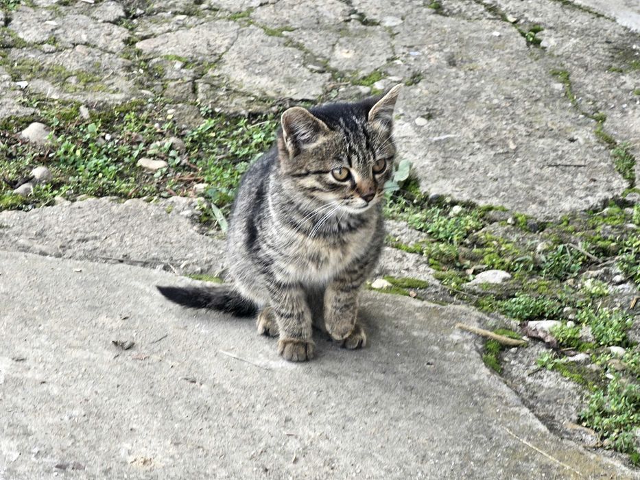 Подарявам котенце