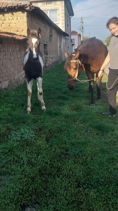 Продава се кобила с конче.