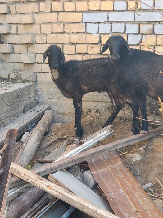 Qo'zi qo'chqor arzon