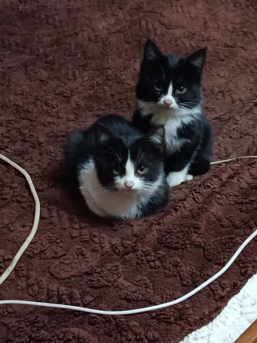 Котята в хорошие руки