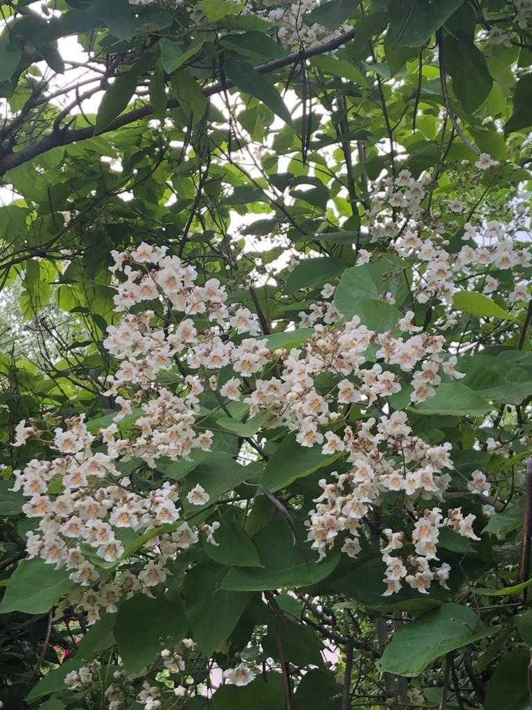 Catalpa 80-100 cm