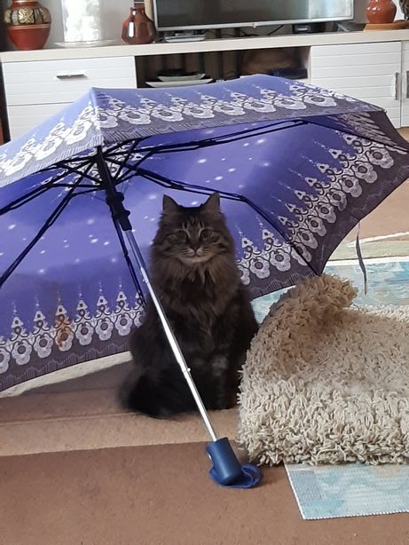 Зонт обыкновенный качественный