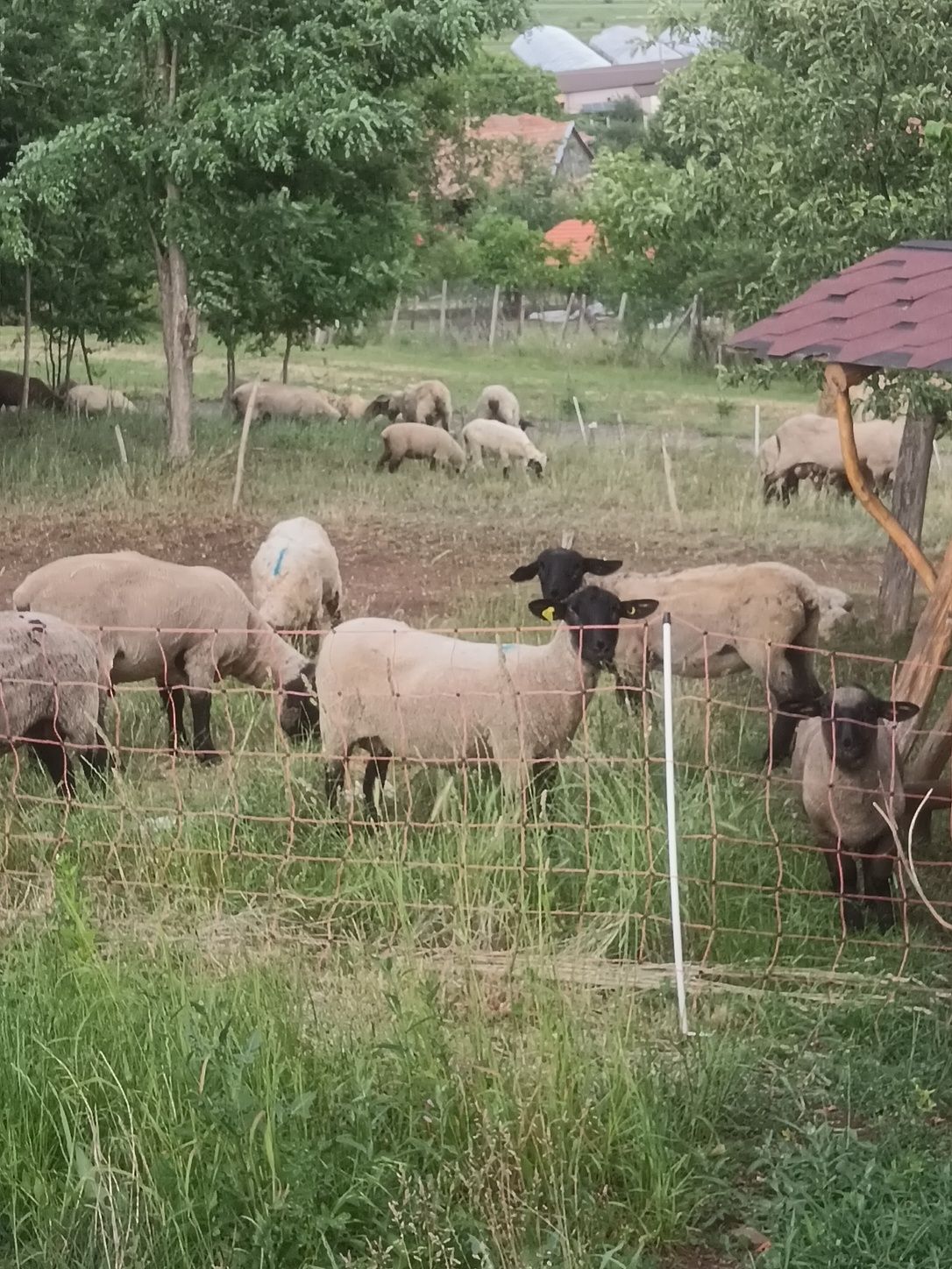 Vând oi sulfoc  rasa