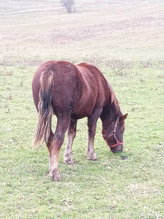 Vând mânz 1 an și 4 luni