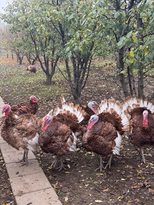 Curci si Curcani Red Bourbon 2025