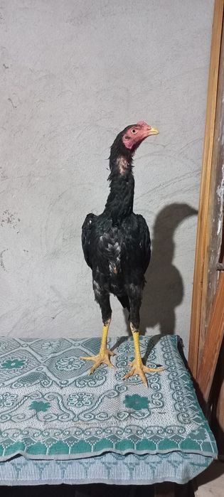 Даканы тайго, корейц,