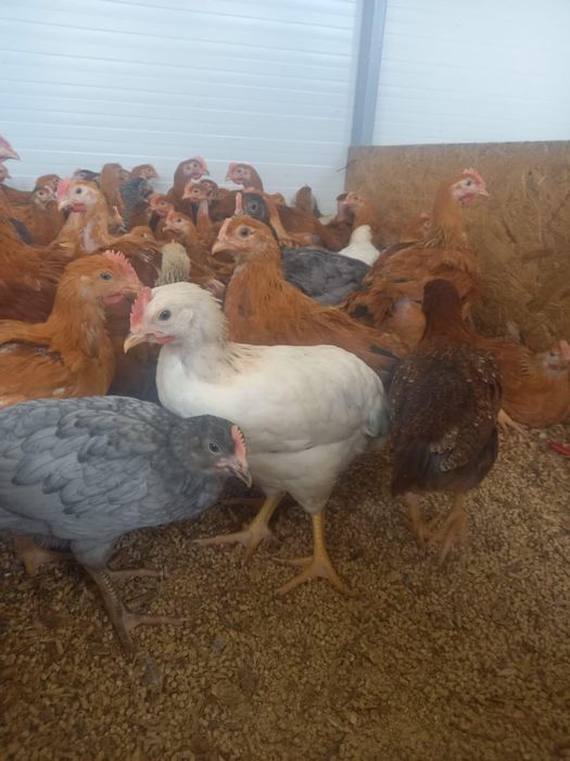 Vindem pui de carne si puicute outoare