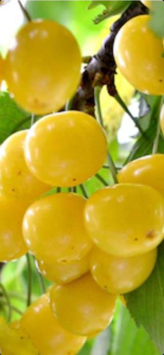 Nuci chandler.Coacaz.Migdal.Cais.Ciresi.Pruni.Visin.Alun.Aronia.MUR>RO