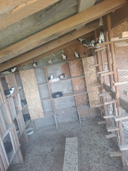 Gălățeni de vânzare cu joc