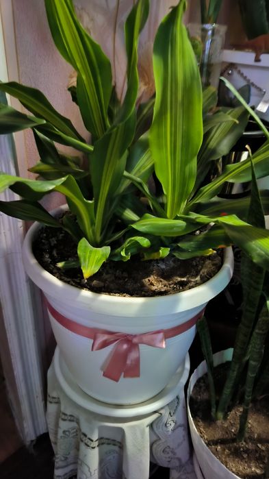 Цветы,Пальмы,с бонусом.