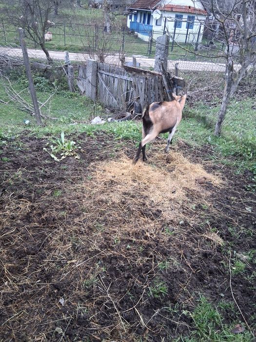Vând 2 capre și 3 iede