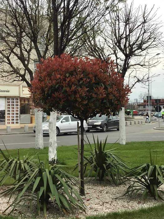 Photinia Red Robin – Adaugă culoare și eleganță grădinii tale