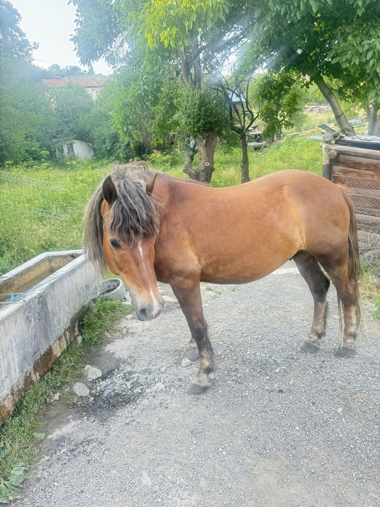 Продава се кон..