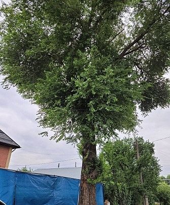 Отдам бесплатно карагачи.