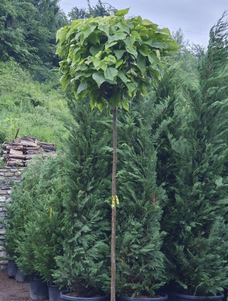 Catalpa globulara (bungei)copaci glob,de umbra,ornamentali