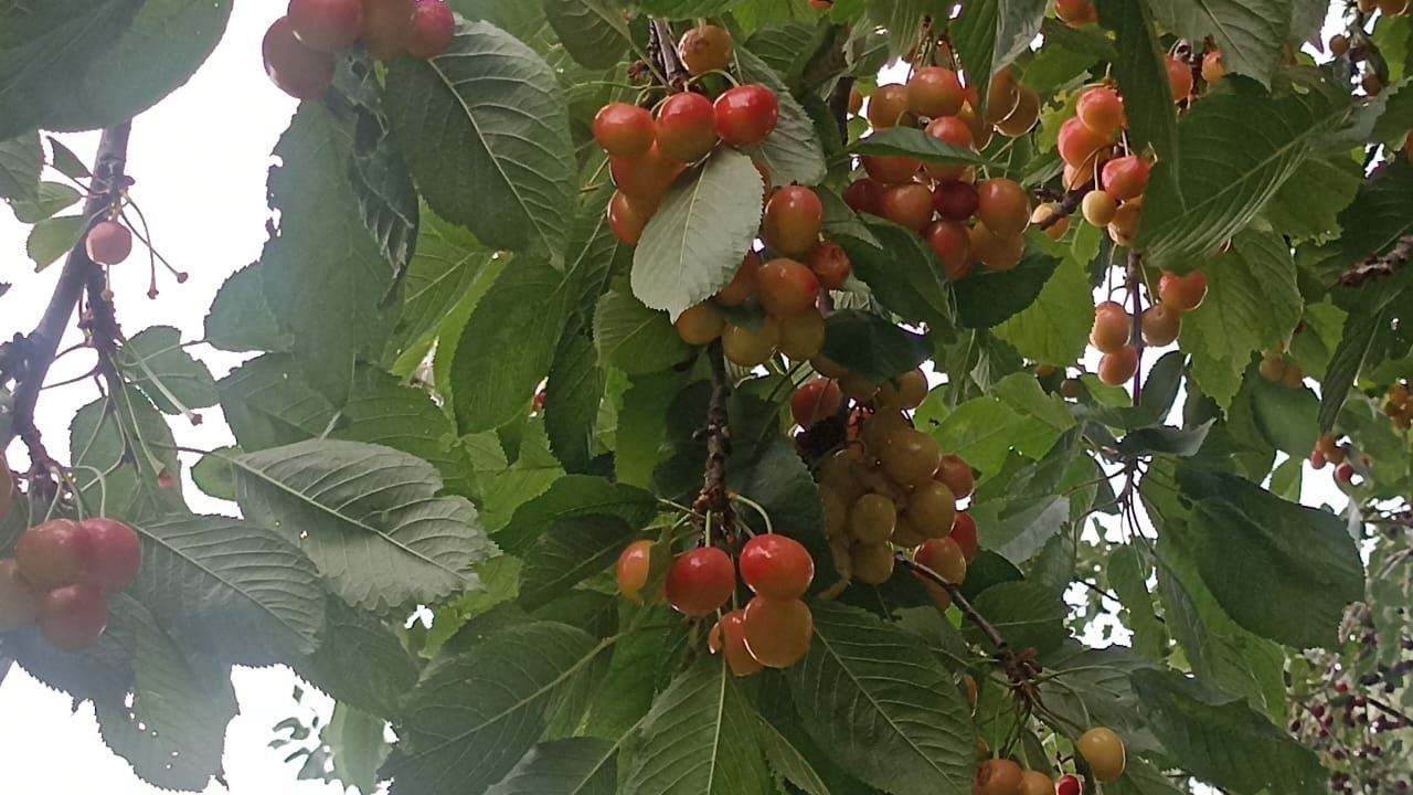 Продам жёлтую черешню,