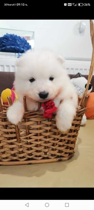 Прекрасни самоедчета.