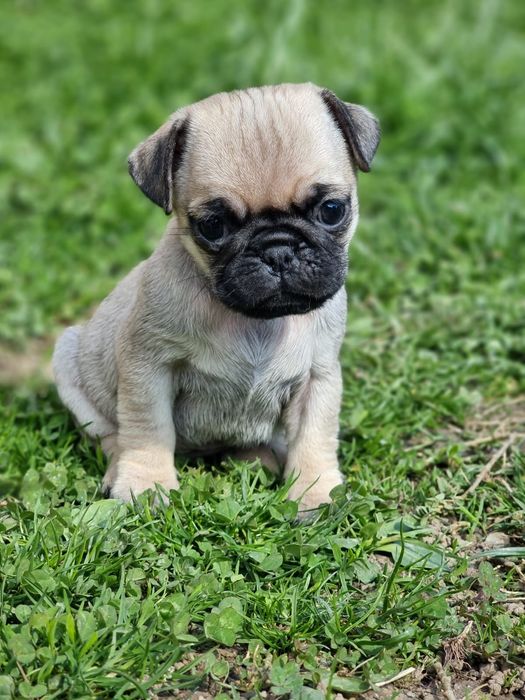 Mops/Pug/Pag TRANSPORT GRATUIT in toata RO