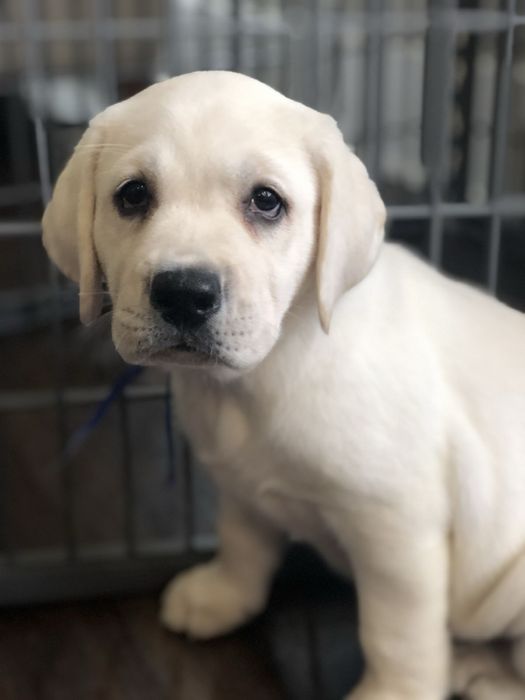 Puiut Labrador Retriever cu pedigree tip A