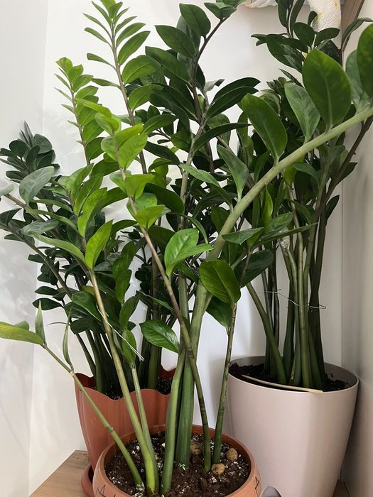 Комнатные растения: сансевиерии, фикус Бенджамина и замиокулькас