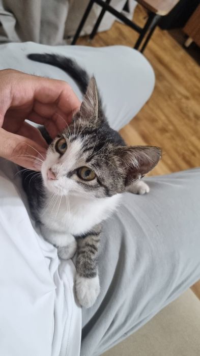 Котенок  в добрые руки бесплатно