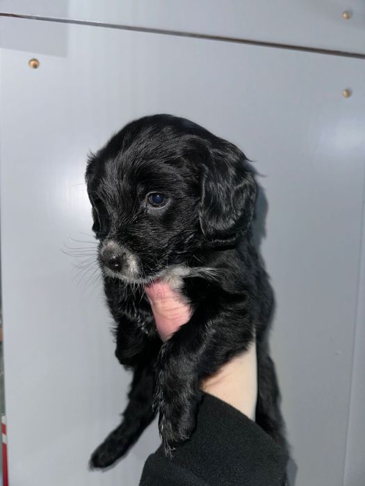 Продам щенков Спаниеля