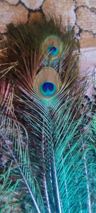 Паунови пера, декорация, букети, подаръци