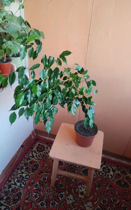 Цветок фикус Бенджамина