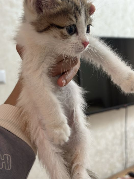 отдам котика в добрые руки