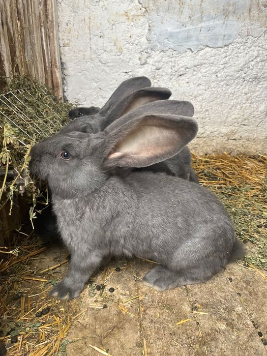 Urias german tineret