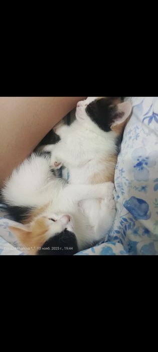 Котята трехцветные