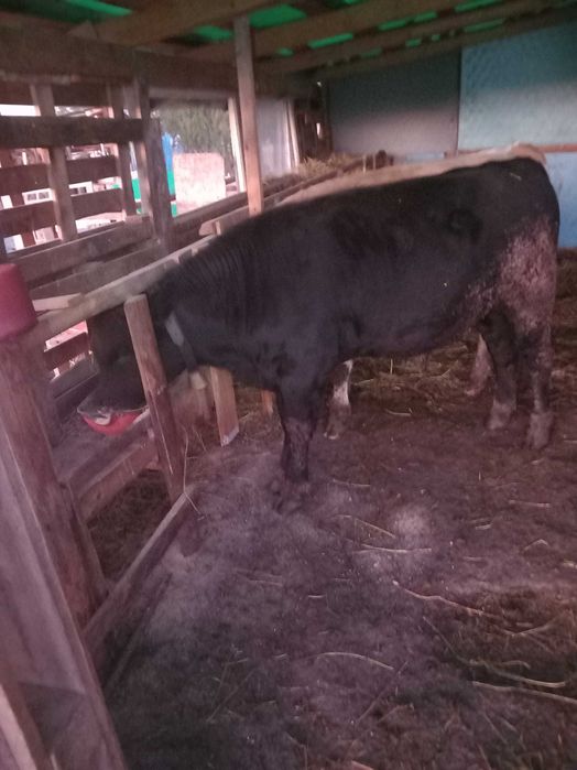 Doi Viței de vânzare