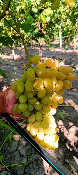 Preobrajenie vita de vie