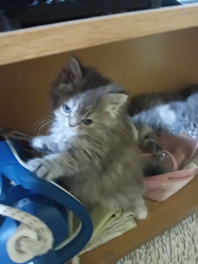 Персийски котки  на два месеца