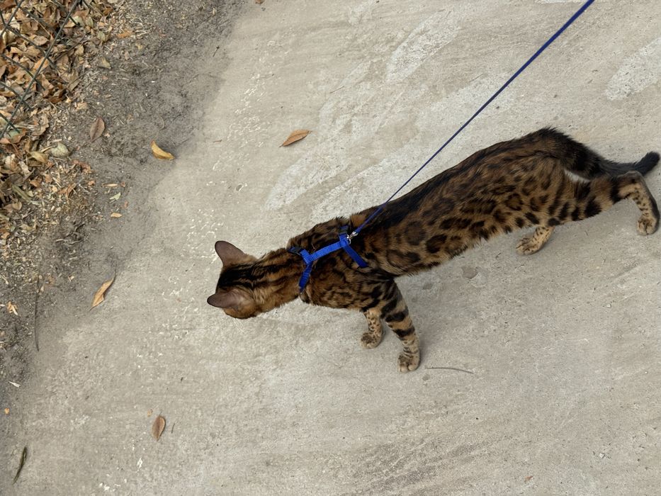 Бенгальская еркак