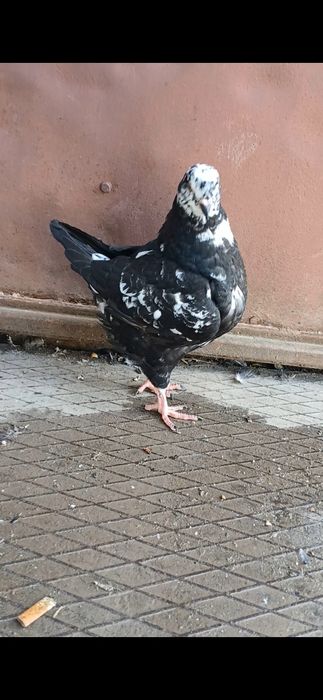 Vand sau schimb femela king