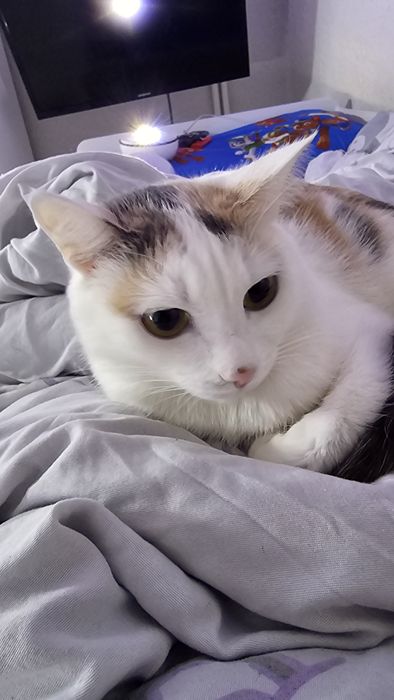 Отдам кошку трёх цветную