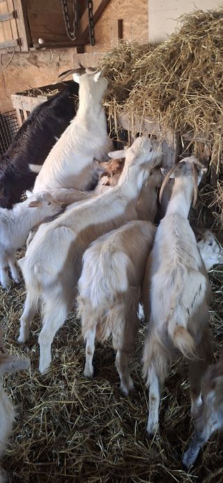 Vând capre gestație