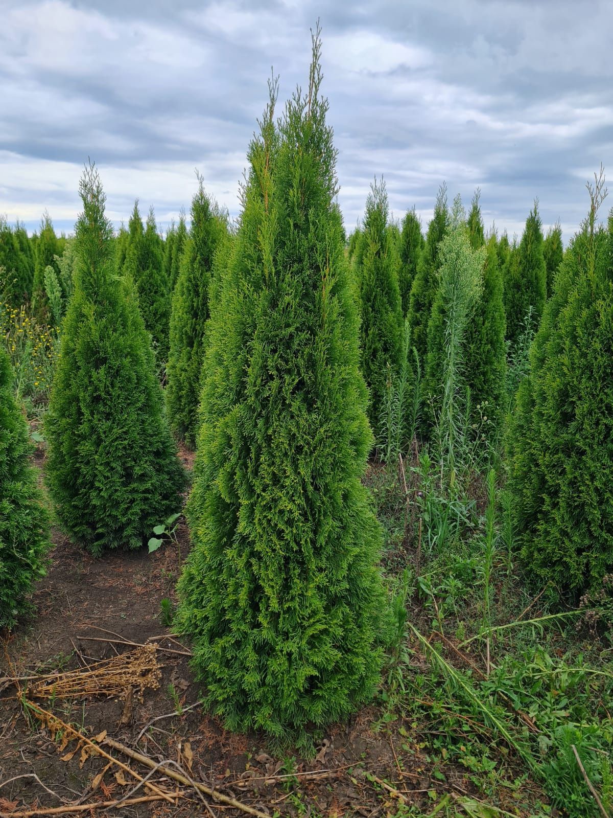 Vind plante ornamentale la preț de producator