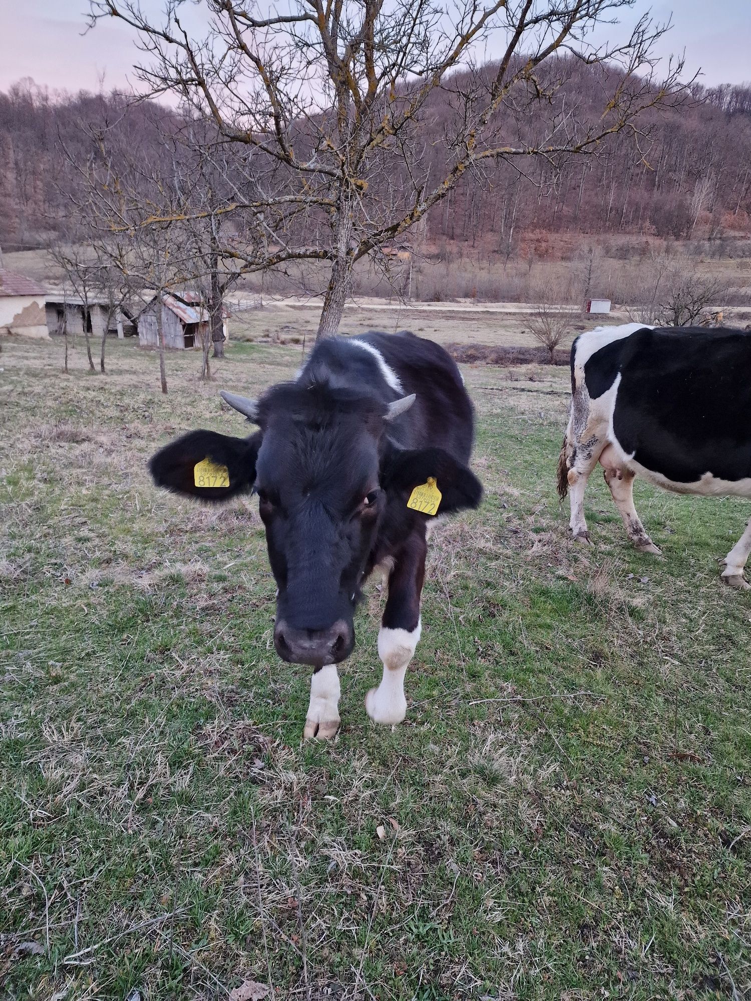Vând junincă Holstein gestante în 4 luni