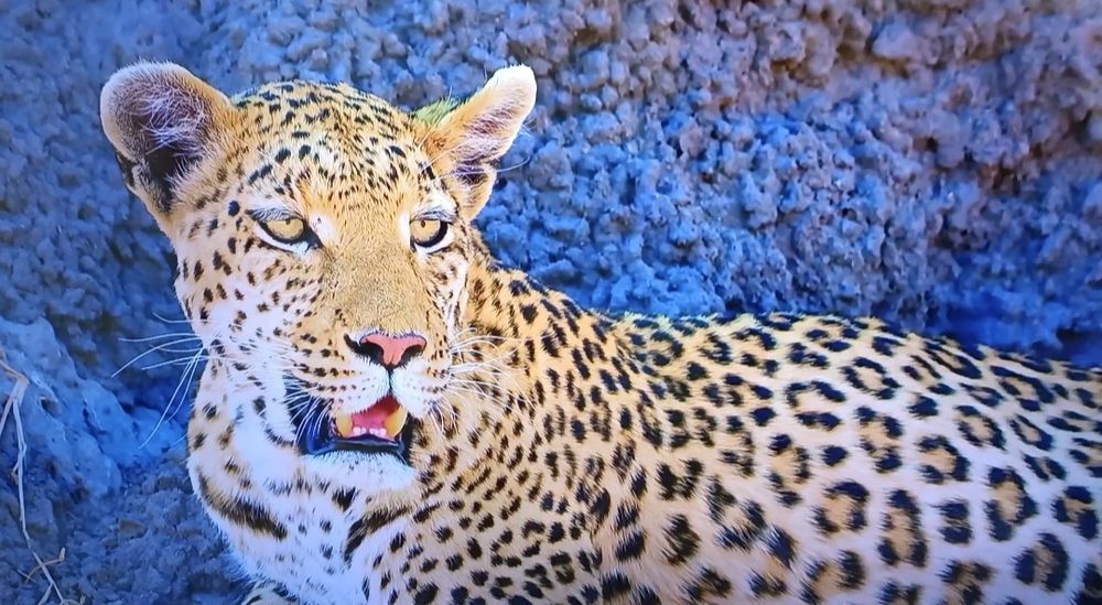 Телевизор Samsung UE55NU7300UXCE 139 см черный